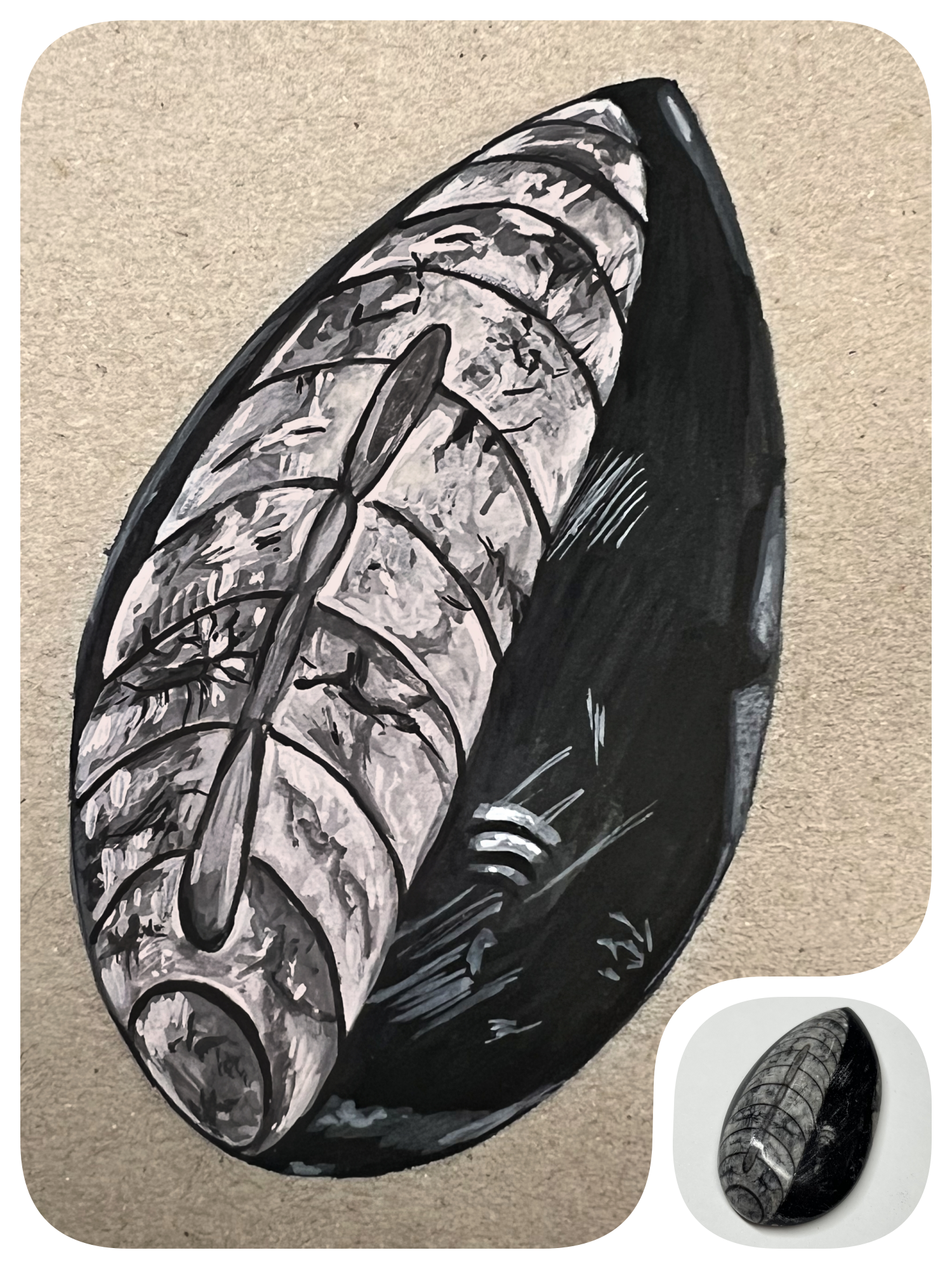 Scientific illustration of an orthoceras fossil